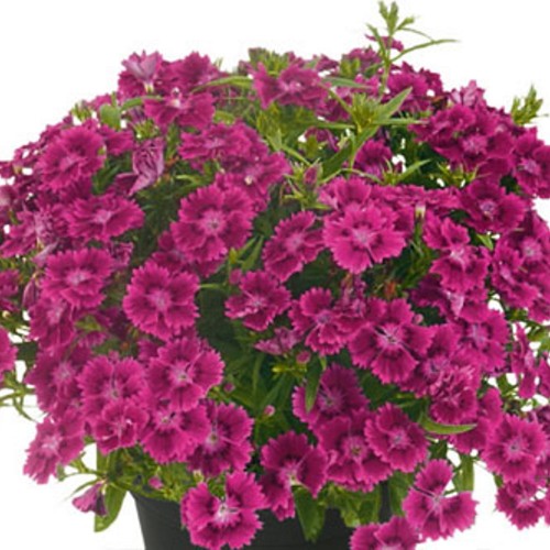 Dianthus 'SUMMER DIAMONDS Little Purple' - Nelk 'SUMMER DIAMONDS Little Purple'   